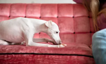 Best Carpet Stain Removers for Home Cleaning